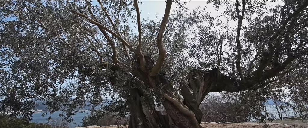 樹齢１０００年オリーブの大樹