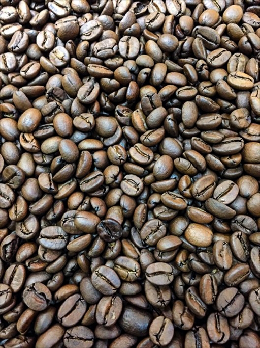 コーヒーの木は日本でも育つ|クシタニカフェの豆を焙煎している職人談～1話～