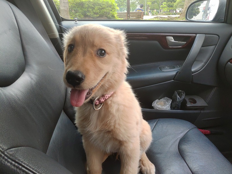 ゴールデンレトリーバーの子犬