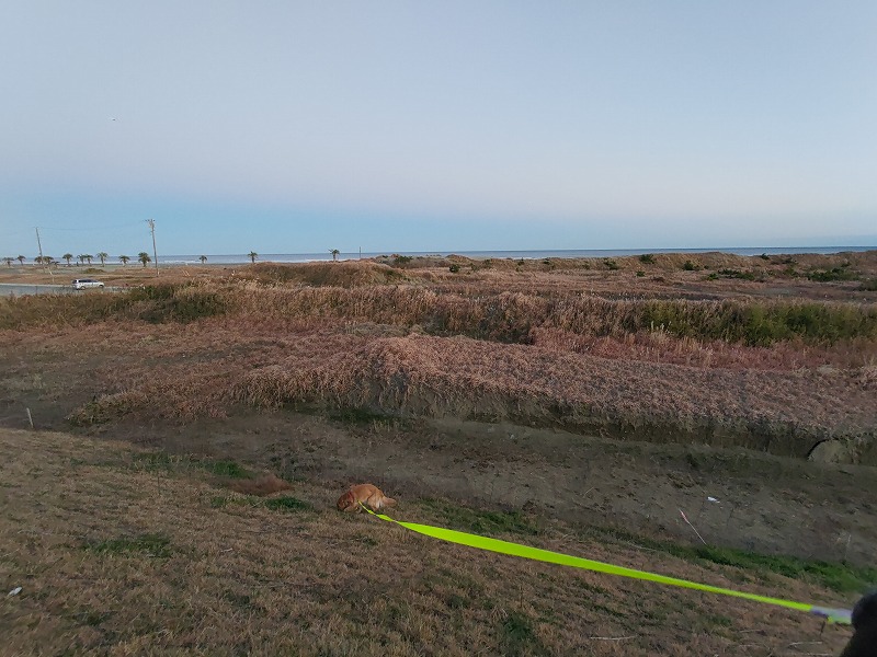 ゴールデンレトリーバーの愛犬と九十九里浜を散歩