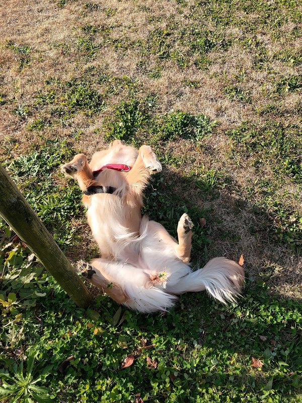 草むらにごろごろ　犬も喜ぶ九十九里浜散歩